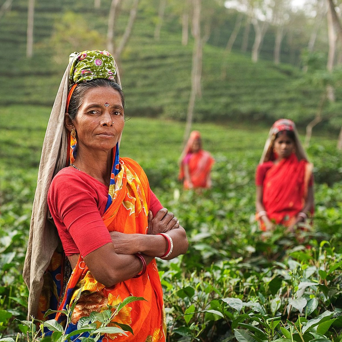 Indian women farmers standing in tea field