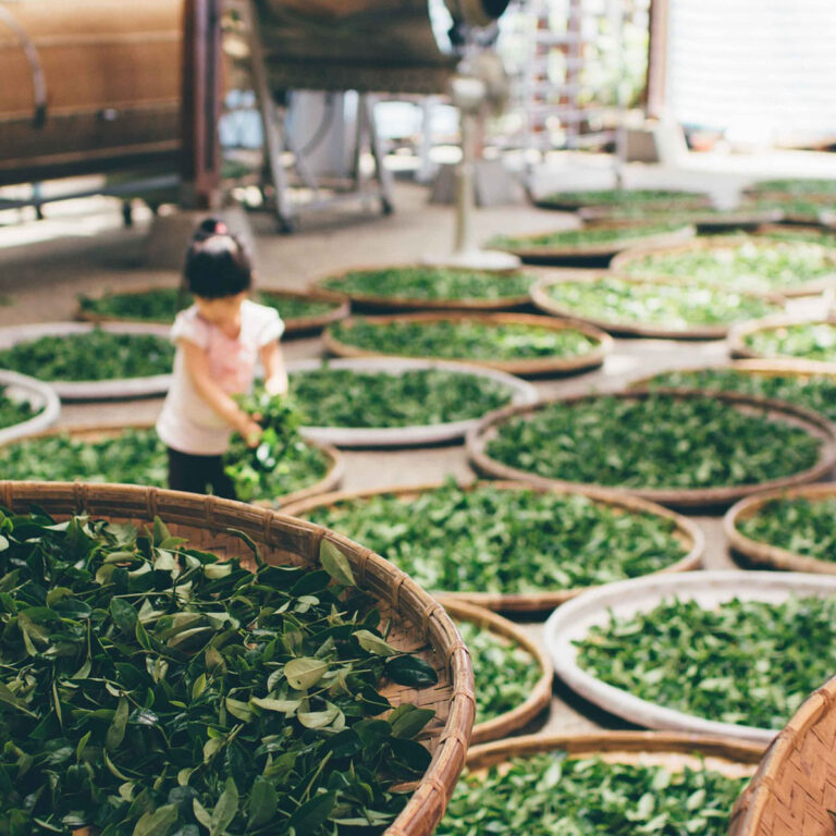 bamboo baskets with tea leaves withering and a girl moving tea leaves in the background
